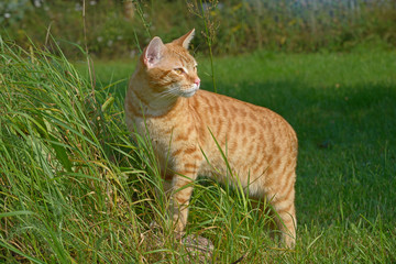 Portrait of a ginger cat