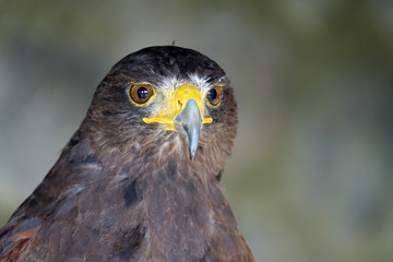 regard d'un Aigle ravisseur