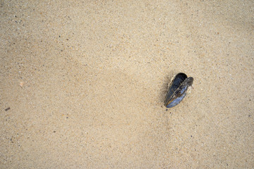 Sea mussel shell on a sandy beach seen from above with copy space room for text. Marine theme.  Natural background. Top view. Mytilus edulis