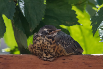Sleeping Fledgling