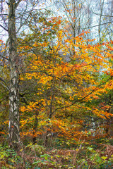 Clumber Park autumn trees. Autumnal colours - tree in woodland. Background nature forest scene.
