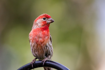 Finch Portrait