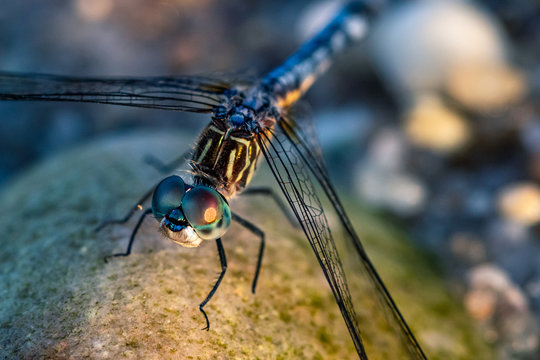 Dragonfly on Rock at Beach Macro Close-up