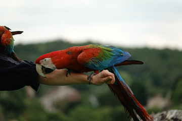 Ara Chloroptère