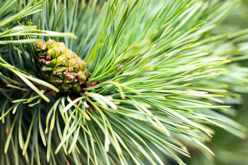 Small cone close-up on green spruce branches.