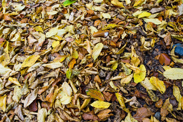Yellow , green beech wood leaves at roadside in the deciduous woods at autumn.