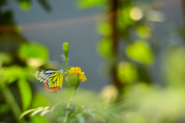 butterfly on flower