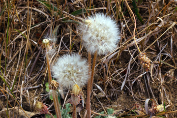 Dandelions, yellow dry grass and plants.