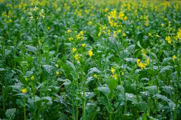 field of yellow flowers and rain