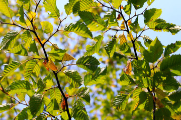 Tree branches with green and yellow leaves.