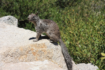 Yosemite-Nationalpark