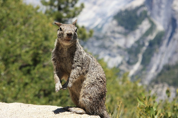 Yosemite-Nationalpark