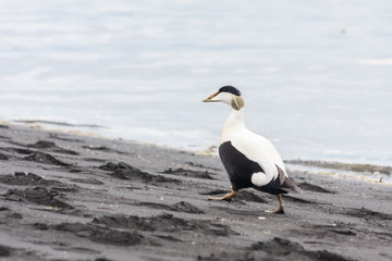 The bird goes along the coast. Common eider, Somateria mollissima, Iceland.