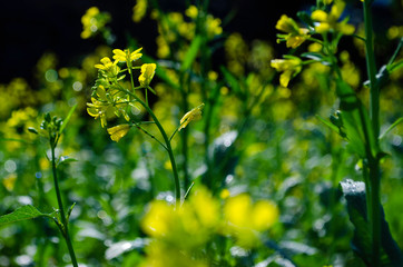 Yellow flowers