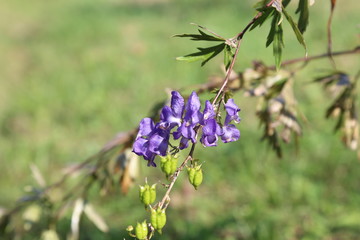 blue flowers on a green background