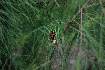 wild bee