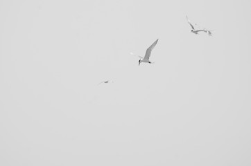 Birds catching some fish while flying
