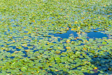 Lily Pads Background