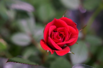 Red rose in botanical garden