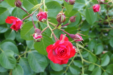 Red rose in botanical garden