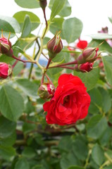 Red rose in botanical garden