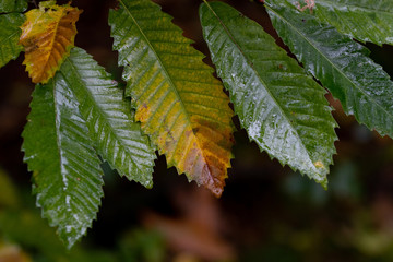 Fall colored leaves in forest