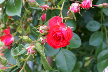 Red rose in botanical garden