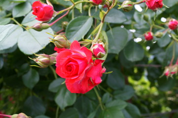 Red rose in botanical garden