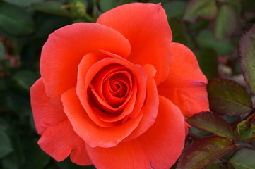 Red rose in botanical garden