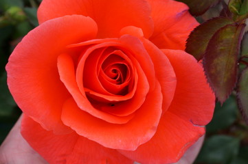 Red rose in botanical garden