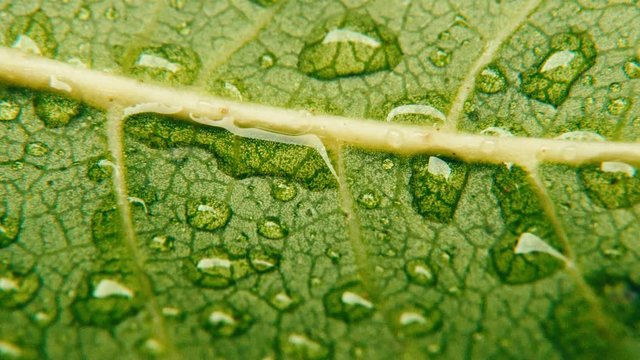 Macro shot of green leaves with drops of dew water over , water drops on green neam leaf, Macro of leaf structure. Nature background or wallpaper. neam leaf vines details.