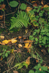  leaves in forest