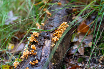 Mushrooms growing on wood in forest