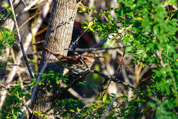 brown Thrasher -Toxostoma rufum