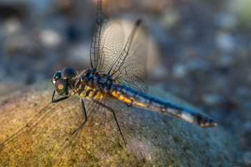 Dragonfly Close-Up Macro on Rock