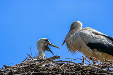Weißstorch im Nest