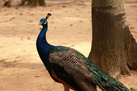 Portrait of male Indian peafowl (peacock), horizontal picture