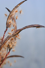 Common oleander