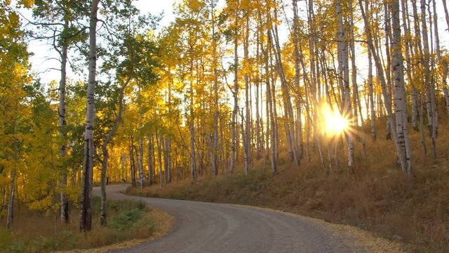Sun bursting through aspen tree forest over windy path in Fall panning the landscape over dirt road.