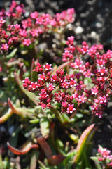 Obraz premium Red-flowering crassula flowers in the garden