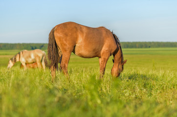 Horses graze in the meadow on a summer day.