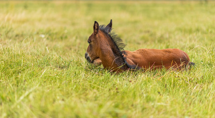 Horses graze in the meadow on a summer day.