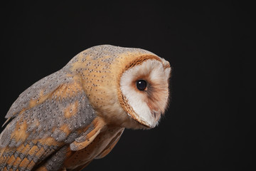 Schleiereule, Tyto alba, als Studiofoto vor schwarzem Hintergrund