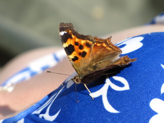 butterfly