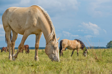 Naklejka na ściany i meble Horses graze in the meadow on a summer day.