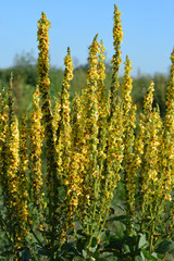 Obraz premium Black mullein