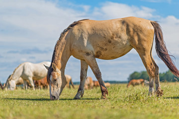 Obraz na płótnie Canvas Horses graze in the meadow on a summer day.
