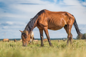 Horses graze in the meadow on a summer day.