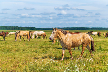 Obraz na płótnie Canvas Horses graze in the meadow on a summer day.