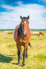 Fototapeta premium Horses graze in the meadow on a summer day.
